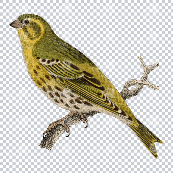 Small Yellow Bird Perched on Branch PNG Restoration