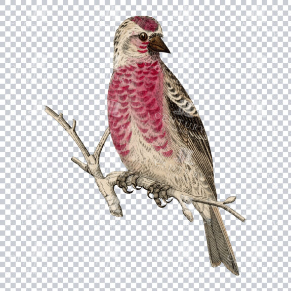 Vintage Illustration of a Bird with Pink Face Markings