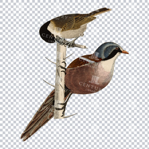 Color Png Image Of Two Birds, One Perched On Branch And The Other On Tree Trunk