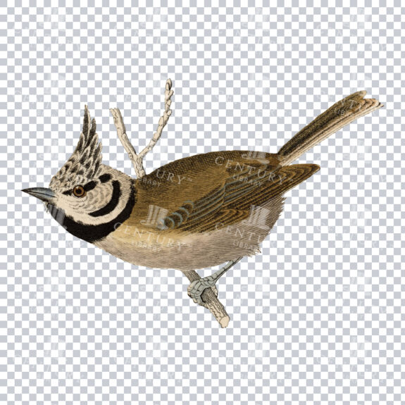 Cute Restored PNG Illustration of a Brown