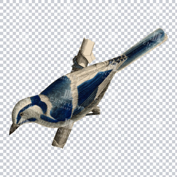 Old Color Illustration of a Blue and White Bird Looking Down from the side of a Tree Trunk