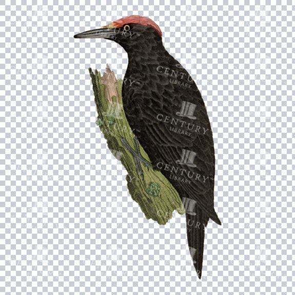 Black Woodpecker with a Red Head Vintage PNG Illustration