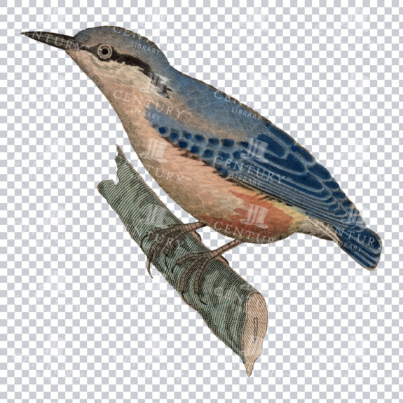 Stunning Old Artwork of a Eurasian Nuthatch Bird