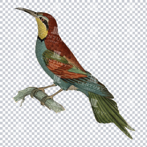 A Majestic Vintage Art Piece of a European Bee-Eater
