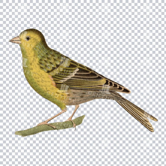 Vintage PNG Illustration of a European Greenfinch