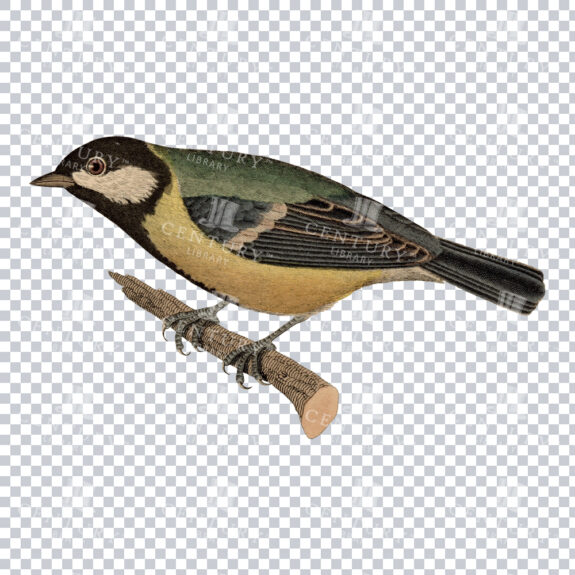 Old Colour Illustration of a Great Tit