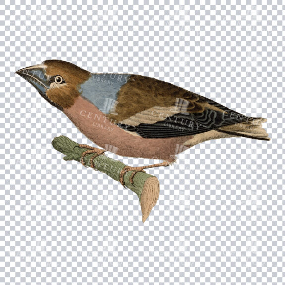 Color Restoration Illustration of a Hawfinch Bird