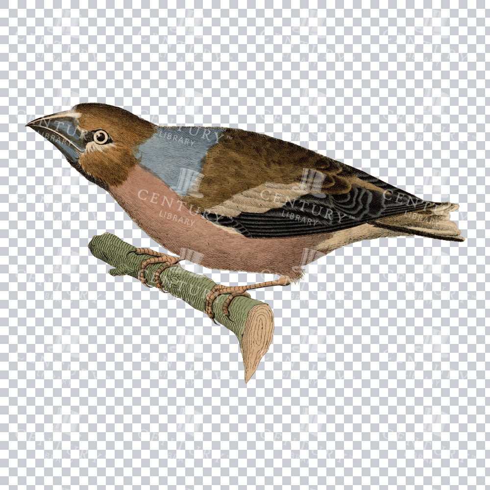 Color Restoration Illustration of a Hawfinch Bird