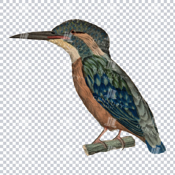 Stunningly Colourful Kingfisher PNG Illustration