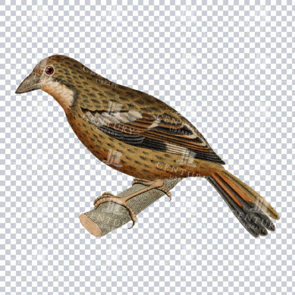 Revived Colour PNG Image of a Plantcutter Bird