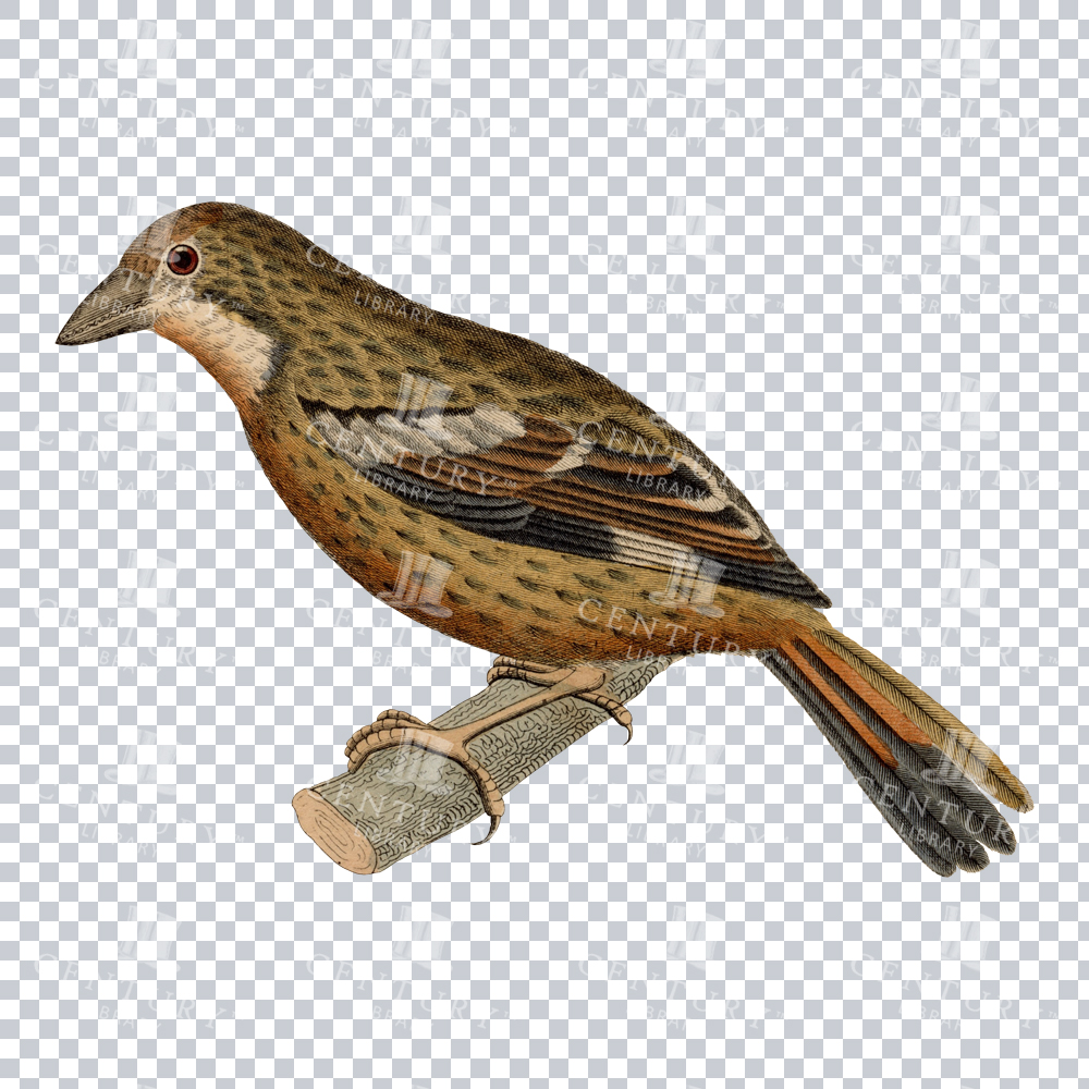 Revived Colour PNG Image of a Plantcutter Bird