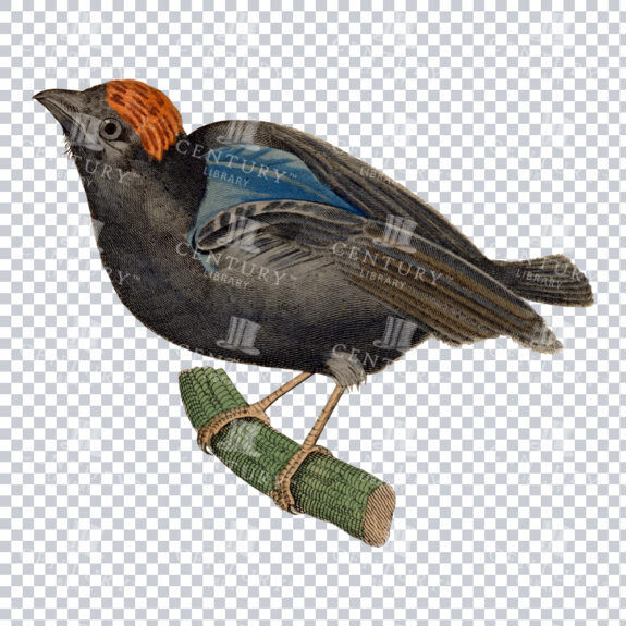 A Restored Colour Illustration of a Red-headed Manakin Bird