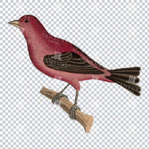 A Bright Scarlet Tanager PNG Illustration