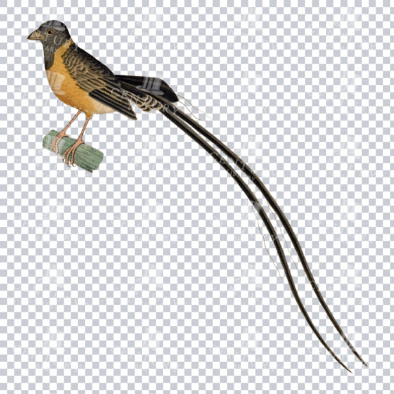A Detailed Color Illustration of a Shaft-tailed Whydah Bird