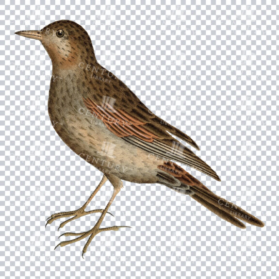 Skylark Bird Color PNG Image