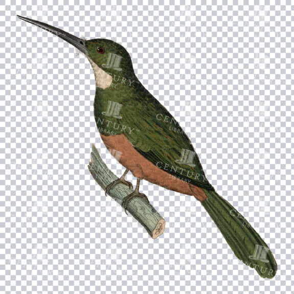 A Magnificent White-chinned Jacamer PNG Restoration