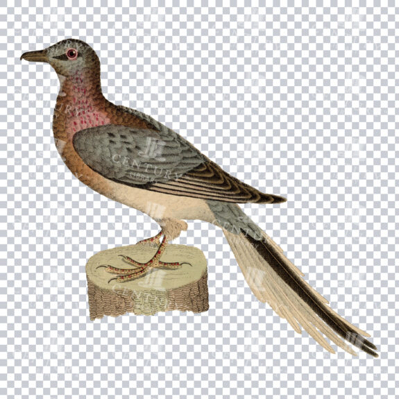 Vintage PNG Illustration of a Wood Pigeon Standing on a Tree Stump