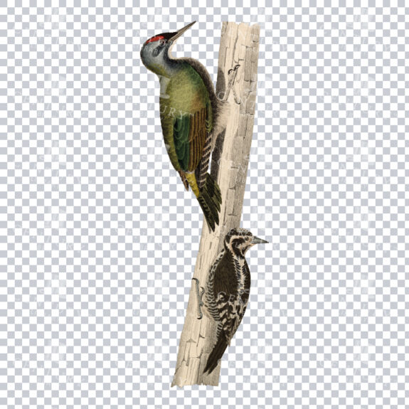 Restored Vintage Color Illustration of Two Species of Woodpecker Perched on a Tree Trunk