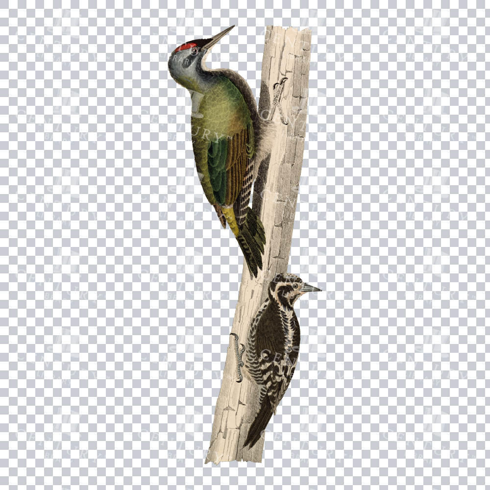Restored Vintage Color Illustration of Two Species of Woodpecker Perched on a Tree Trunk