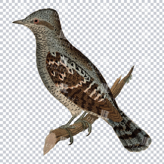 Colour PNG Art Piece of a Wryneck Bird