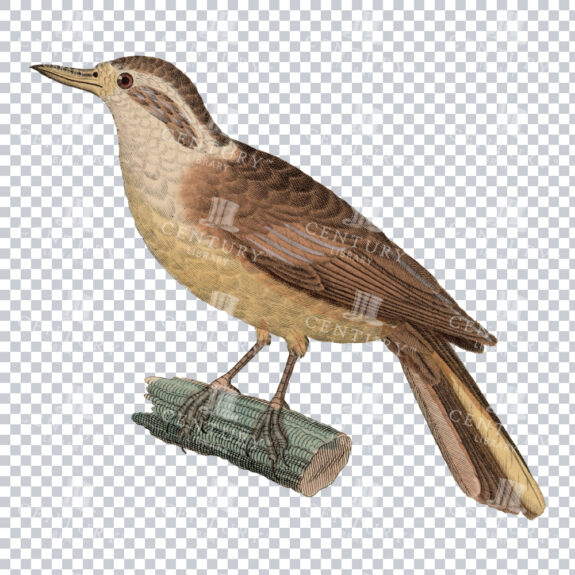 Xenops Bird Vintage PNG Illustration