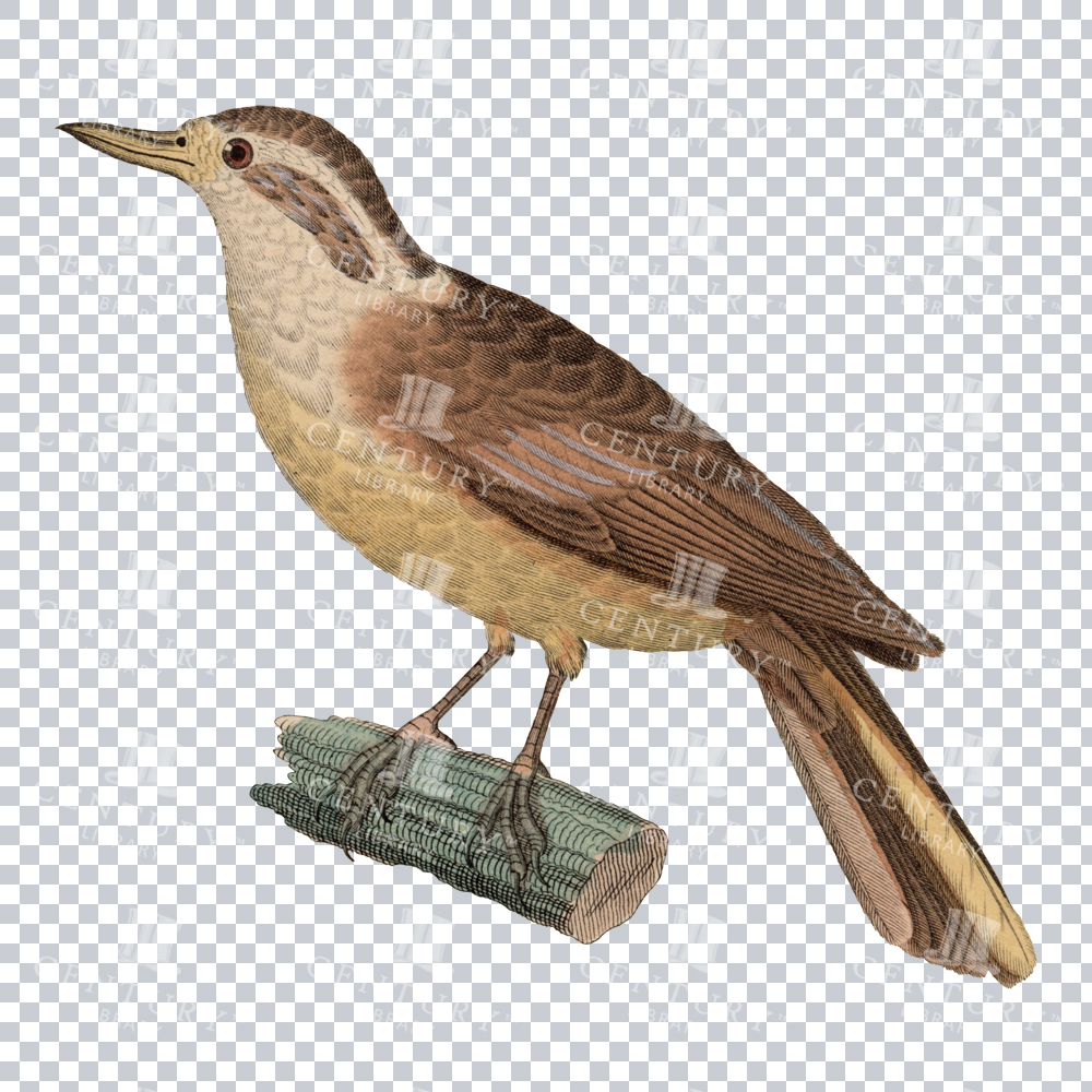 Xenops Bird Vintage PNG Illustration