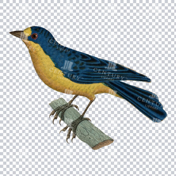 Stunning Vintage Illustration of a Yellow-throated Euphonia Bird