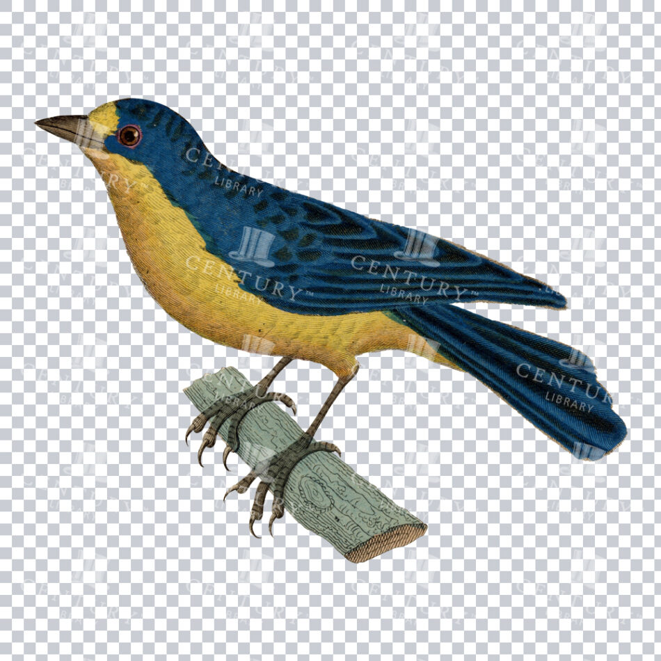 Stunning Vintage Illustration of a Yellow-throated Euphonia Bird