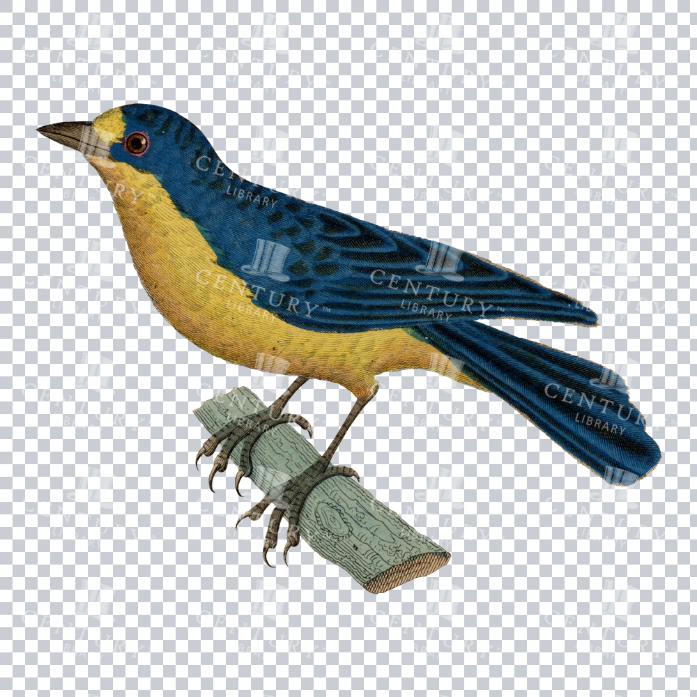 Stunning Vintage Illustration of a Yellow-throated Euphonia Bird