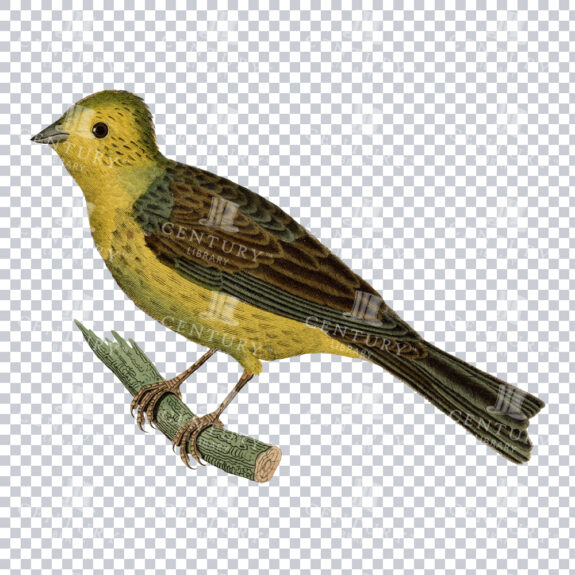 Adorable Yellowhammer Bird Vintage Illustration