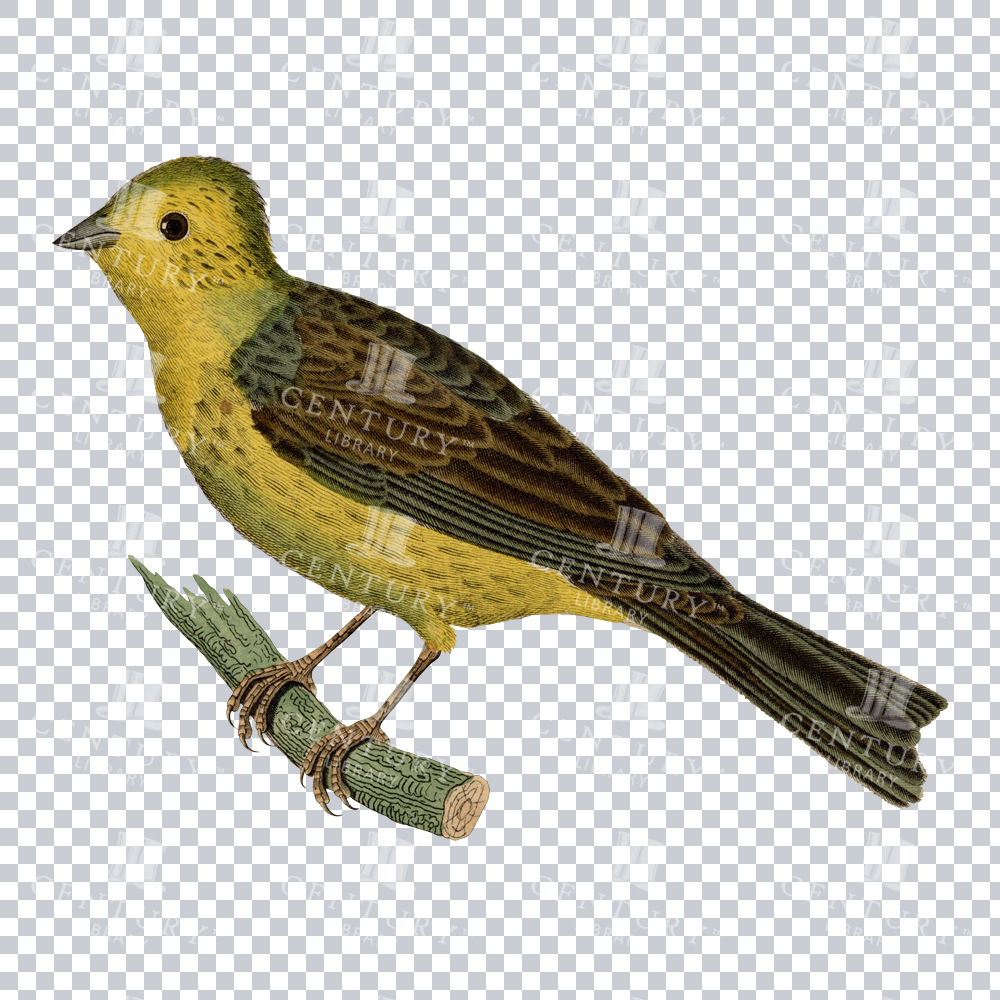 Adorable Yellowhammer Bird Vintage Illustration