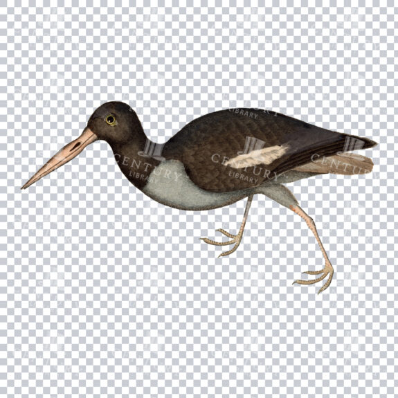 A Vintage Art Piece of an Oystercatcher Bird