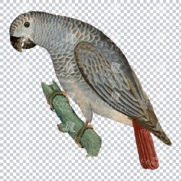 A Stunning Restored African Grey Parrot Illustration