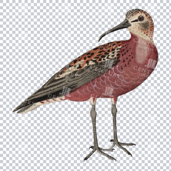 A Revived Color PNG of a pink-chested Bird