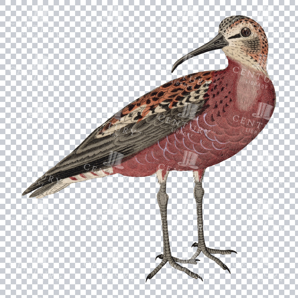 A Revived Color PNG of a pink-chested Bird