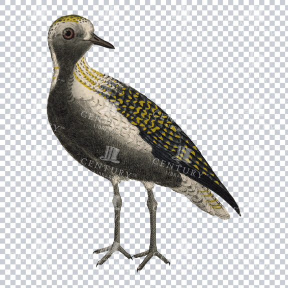 Old Colour Illustration of a Black and White Bird with Yellow Accents