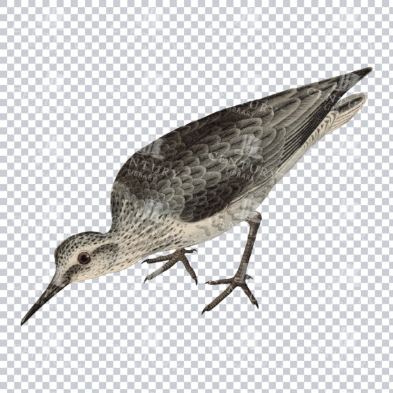 PNG Illustration of a Grey and White Bird Pecking the Floor
