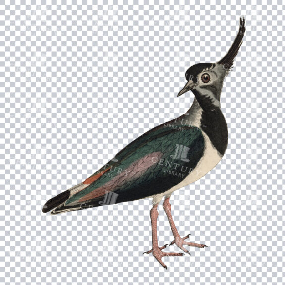 A Detailed Color Illustration of a Bird with Beautiful Wings and Feathers Sticking up on its Head