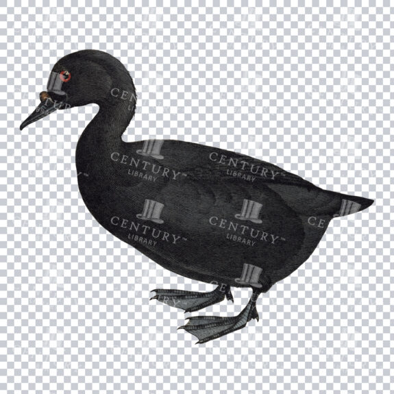 A Restored PNG Image of a Black Scoter Duck