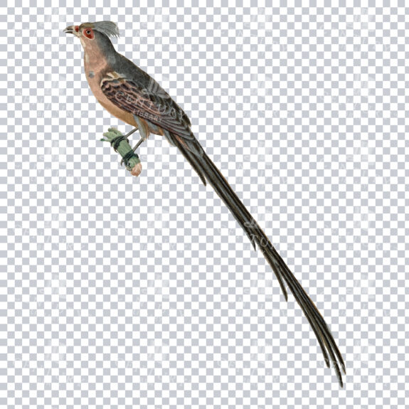 A Gorgeously Detailed Color PNG Image of a Blue-naped Mousebird