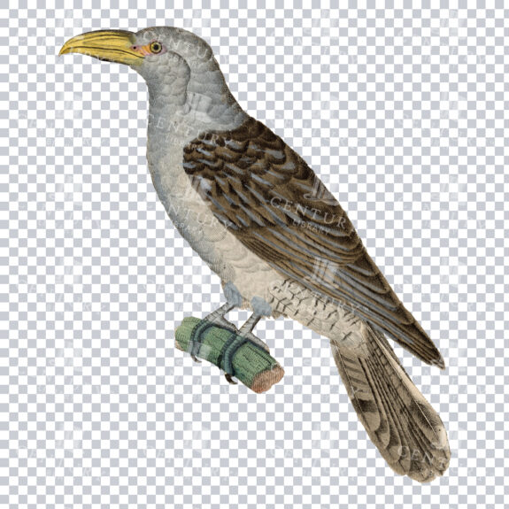 A Majestic Channel-billed Cuckoo Vintage Illustration Restoration
