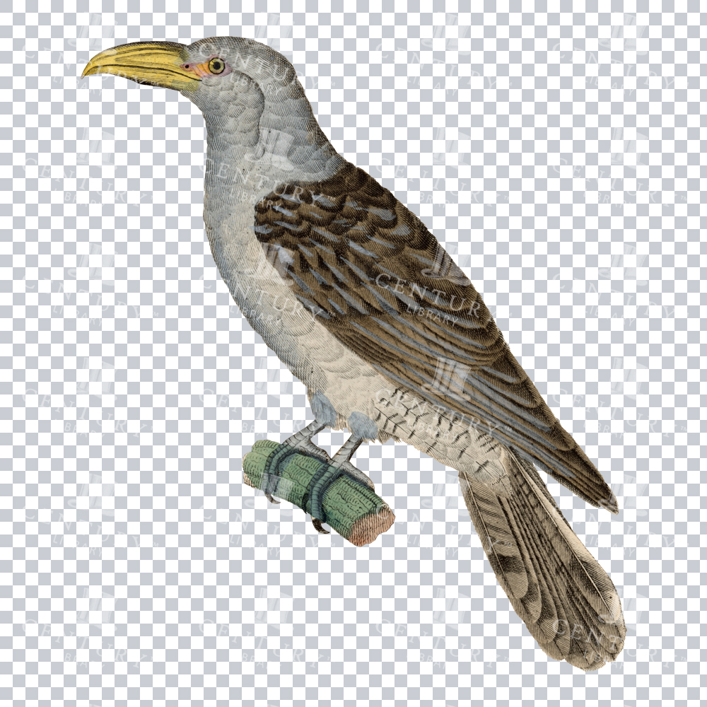 A Majestic Channel-billed Cuckoo Vintage Illustration Restoration