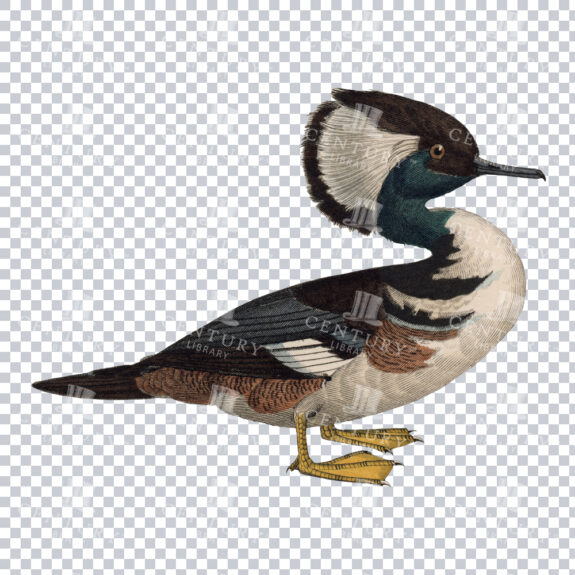 Retro Illustration of a Hooded Merganser Duck