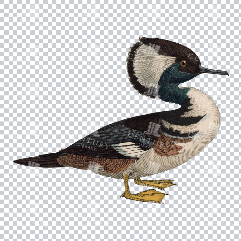 Retro Illustration of a Hooded Merganser Duck