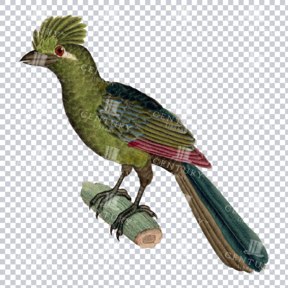 A Stunning Knysna Turaco Bird PNG Image