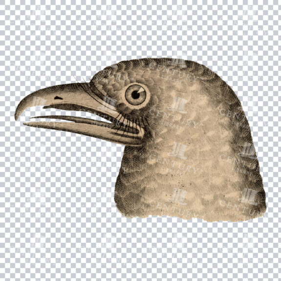 An Oilbird Head Vintage Image