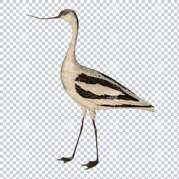 Elegant PNG Illustration of a Pied Avocet
