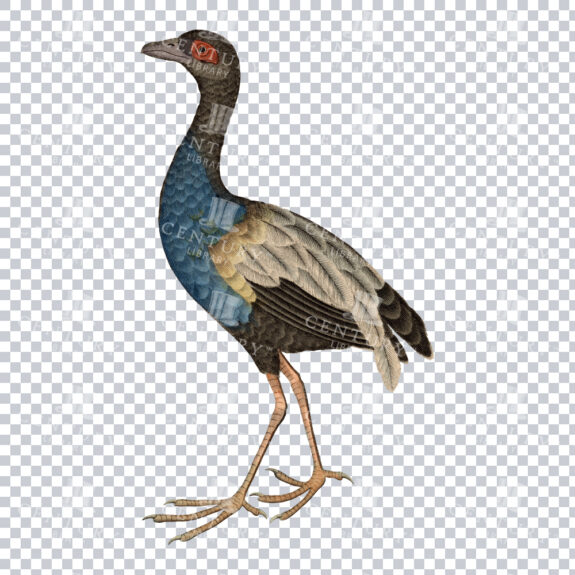 A Super Detailed Retro Illustration of a Psophia Bird