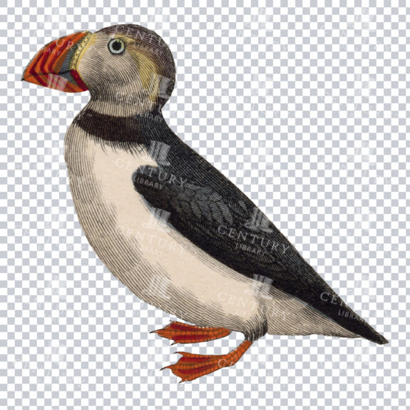 A Retro Illustration of an Adorable Puffin