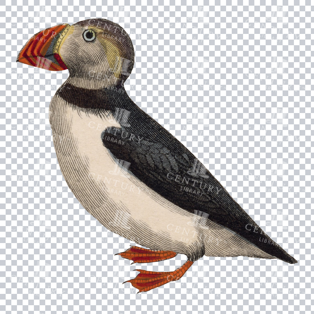 A Retro Illustration of an Adorable Puffin